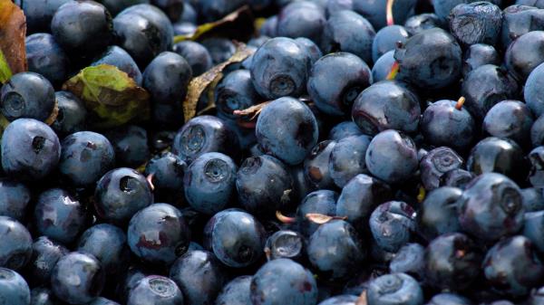Blueberry Berry Ripe Tasty Wallpaper
