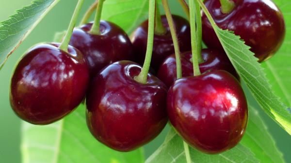 Cherries Cherry Branch Berries Wallpaper