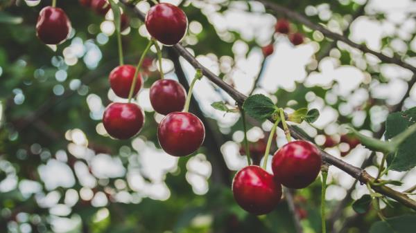 Cherry Branch Berries Ripe Wallpaper