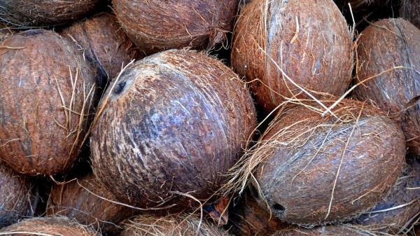 Coconuts Fruits Palm wallpaper