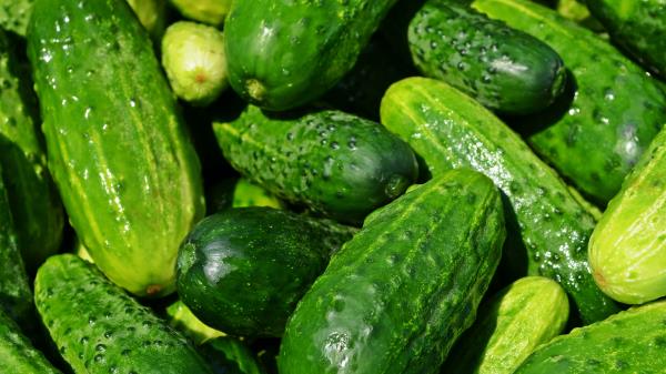 Cucumbers Vegetables Ripe wallpaper