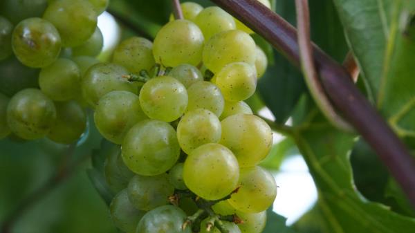 Grapes Berries Branch Vine Image wallpaper