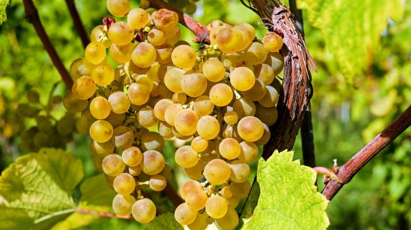 Grapes Berries Vine Branch wallpaper