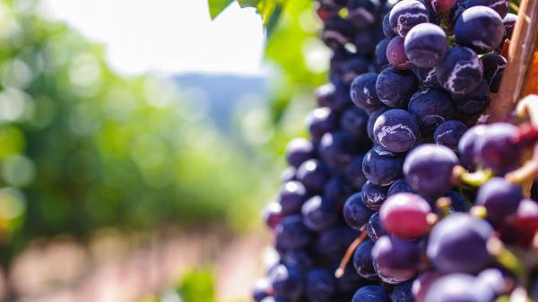 Grapes Berries Vine Wallpaper