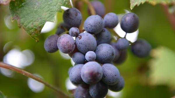 Grapes Branch Berries wallpaper