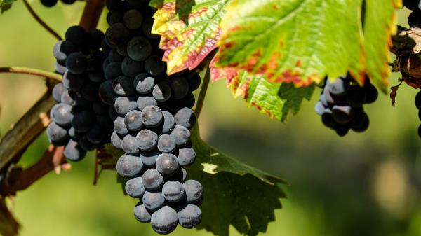 Grapes Branch Berries Ripe wallpaper
