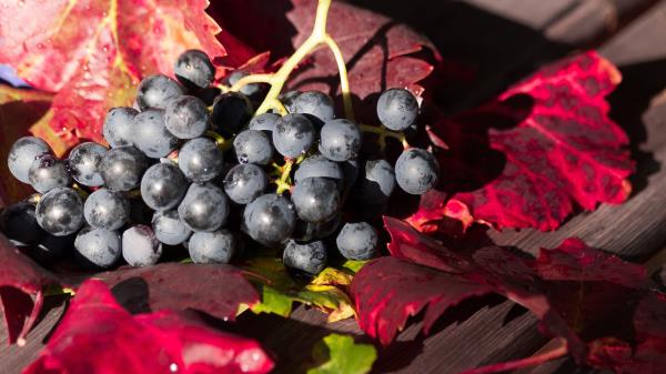 Grapes Branch Berry Ripe Harvest wallpaper
