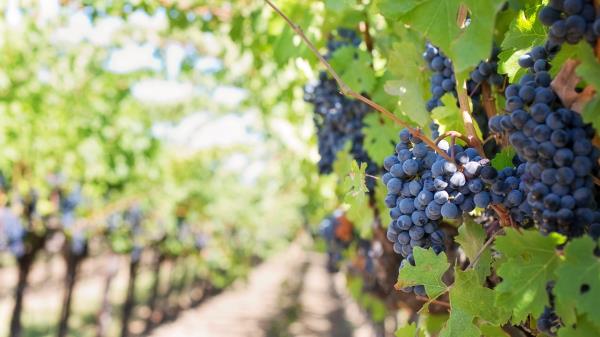 Grapes Branch Blur wallpaper