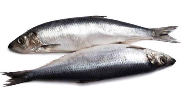 Herring Couple White Background wallpaper