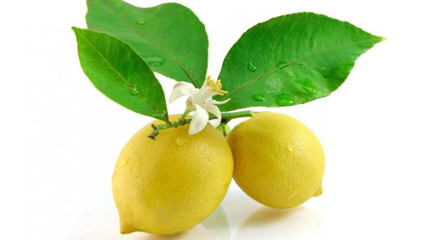 Lemon Leaf Flowers White Background wallpaper