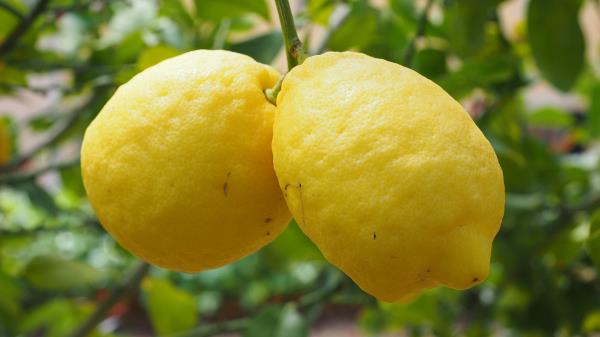 Lemons Fruit Citrus Branch wallpaper