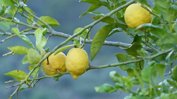 Lemons Fruit Tree Branch wallpaper