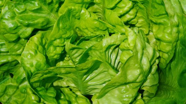 Lettuce Leaves Vegetable Close Up wallpaper