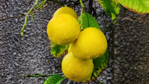 Manadriny Citrus Branch Drops wallpaper