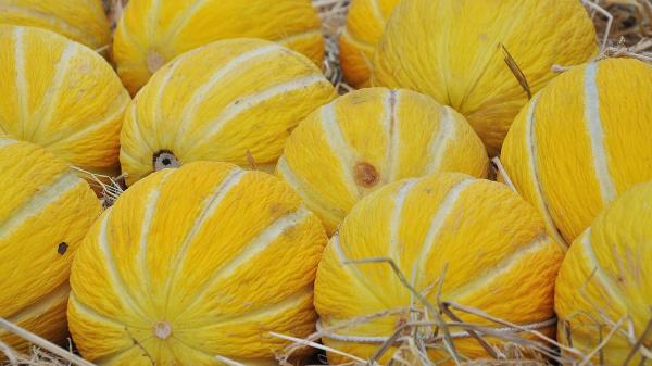 Melon Fruit Variety wallpaper