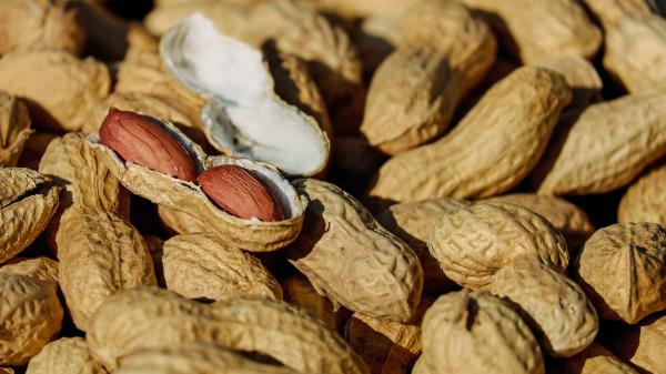 Nuts Shell Ripe wallpaper