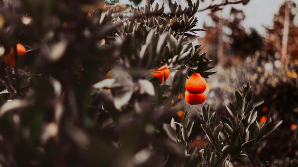 Oranges Fruits Branches wallpaper