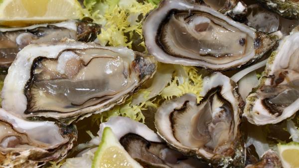 Oysters Lemon Herbs Wallpaper