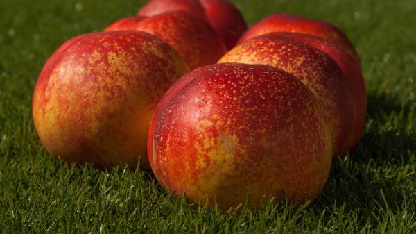 Peaches Fruit Ripe Image wallpaper