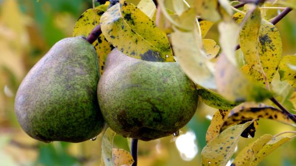 Pear Pair Twigs Straw Autumn wallpaper