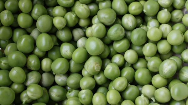 Peas Green Many wallpaper