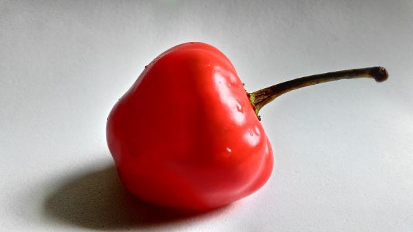 Pepper Vegetable Shade wallpaper