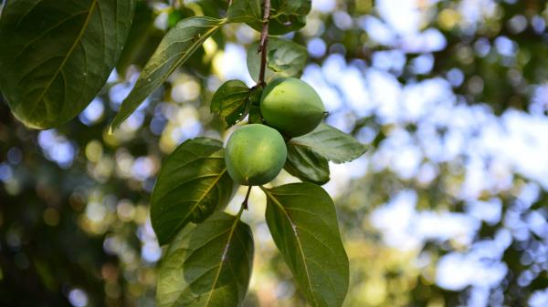 Persimmon Branch Fruit wallpaper