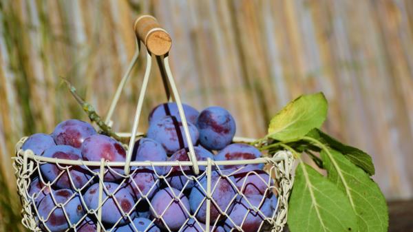 Plum Fruit Basket Wallpaper
