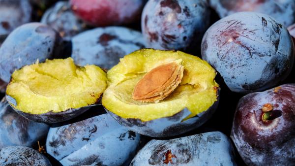 Plum Fruits Ripe Wallpaper