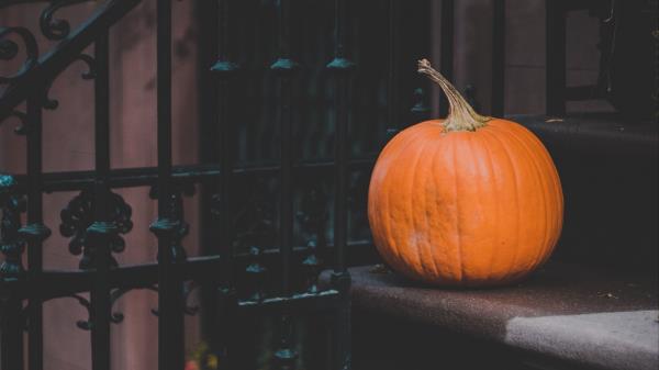 Pumpkin Autumn Harvest wallpaper