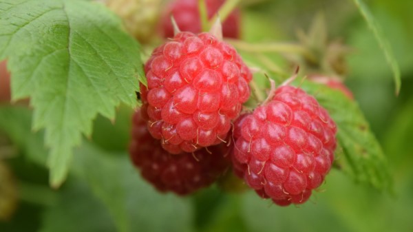 Raspberries Berries Branch Ripe Leaves Wallpaper