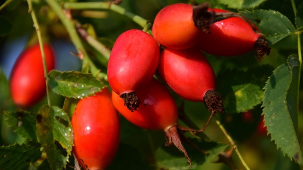 Rosehips Berries Branch Wallpaper
