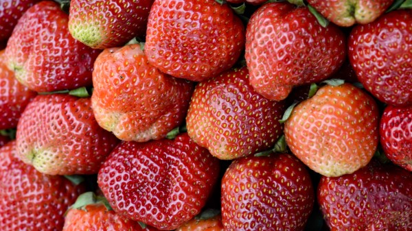 Strawberry Berry Ripe 2 wallpaper