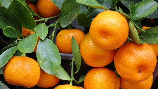 Tangerines Fruit Branch Juicy wallpaper