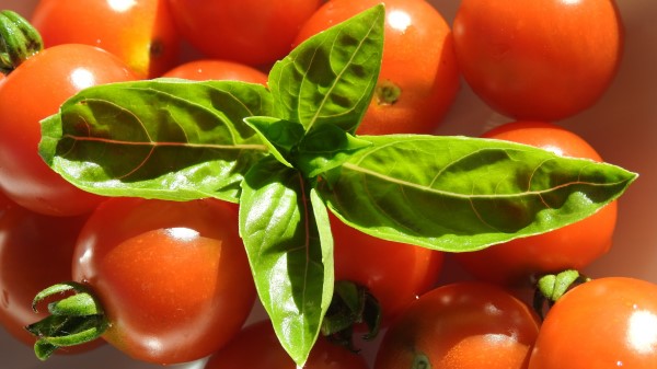 Tomatoes Cherry Tomatoes Basil wallpaper