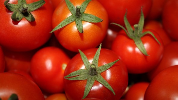 Tomatoes Vegetables Ripe wallpaper