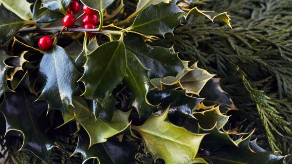 Branches Berries Needles Wallpaper