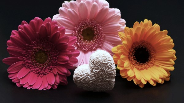 Gerbera Flower Heart Valentines Day wallpaper