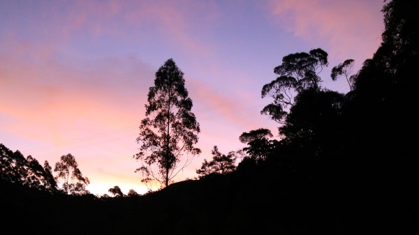 Tree Silhouette Lake wallpaper