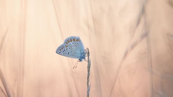 Butterflies Wings Ears wallpaper