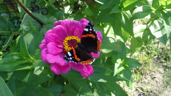 Butterfly Flower Summer Wallpaper