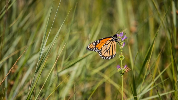 Butterfly Wings Grass Wallpaper