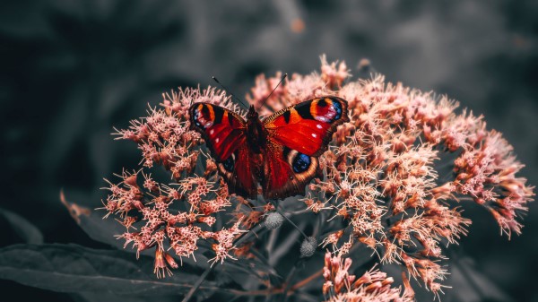 Butterfly Wings Pattern Red Wallpaper