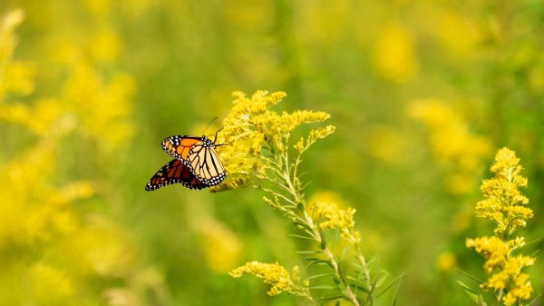 Butterfly Wings Pattern Yellow Wallpaper