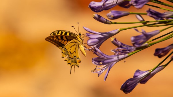 Butterfly Wings Tropical Purple Flowers Wallpaper