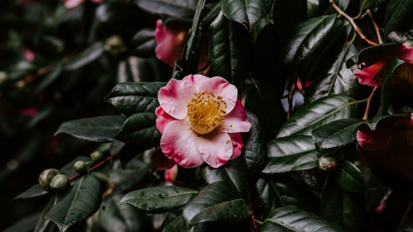 Flower Bloom Leaves Wallpaper