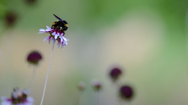 Flower Bumblebee Insect wallpaper