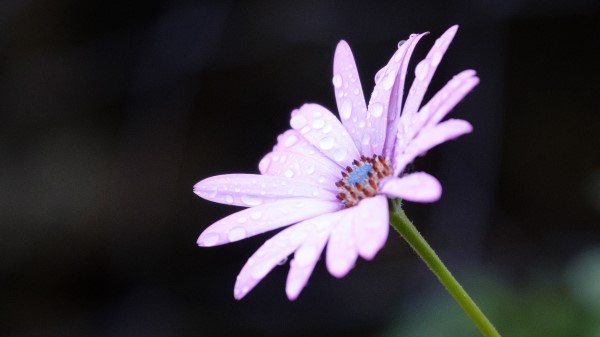 Flower Drops Dew wallpaper