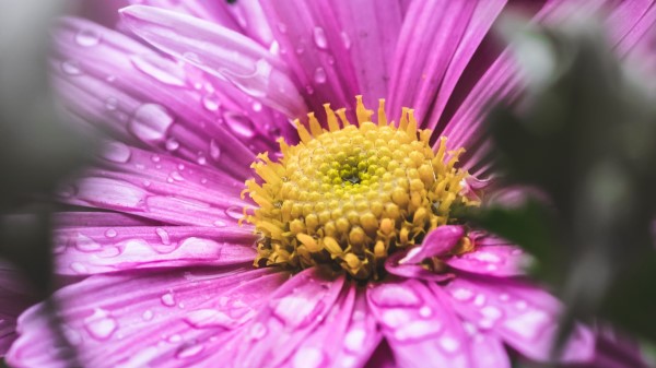 Flower Drops Macro wallpaper