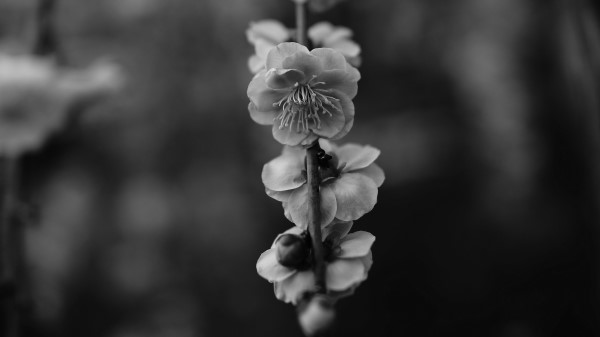 Flower Macro Bw Photography Wallpaper
